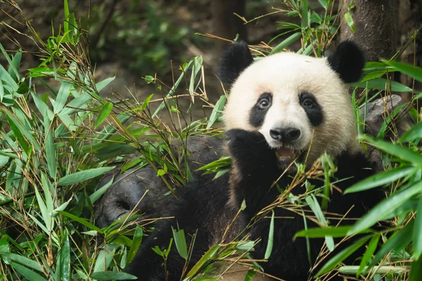 Panda gigante comendo folhas de bambu — Fotografia de Stock