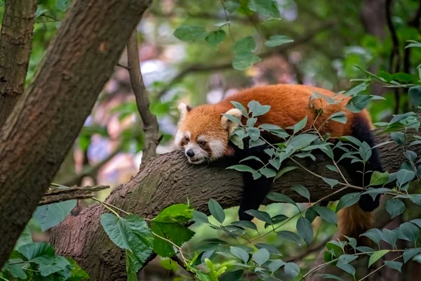 Red Panda Firefox śpi na drzewie, — Zdjęcie stockowe