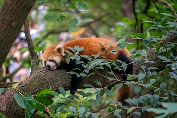 붉은 팬더 파이어폭스 가나무 위에서 잠을 자고 있다, — 스톡 사진