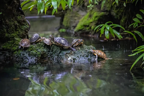 Group of turtles on a rock in a pond — Stock Photo, Image