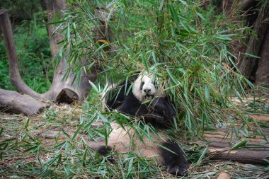 dev panda bambu yaprakları yiyor