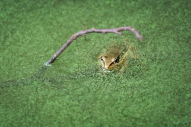 Bir havuzda küçük yeşil kurbağa