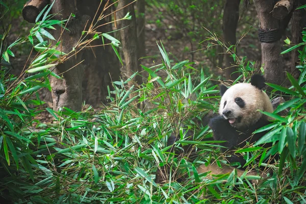 자이언트 팬더는 대나무 잎을 먹고 — 스톡 사진
