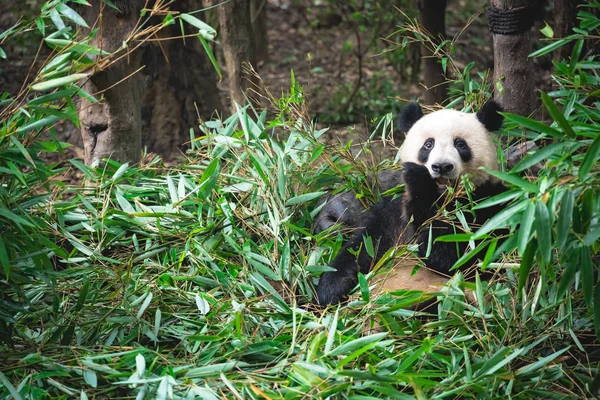 Panda gigante comendo folhas de bambu — Fotografia de Stock