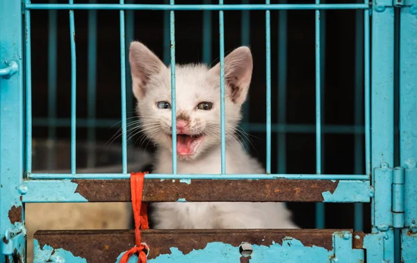 Chat fermé dans une cage bleue sur le marché chinois — Photo