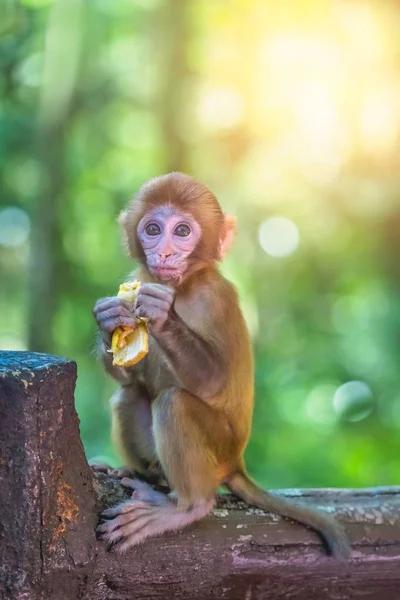 Niedliche kleine Äffchen halten Stück Obst — Stockfoto