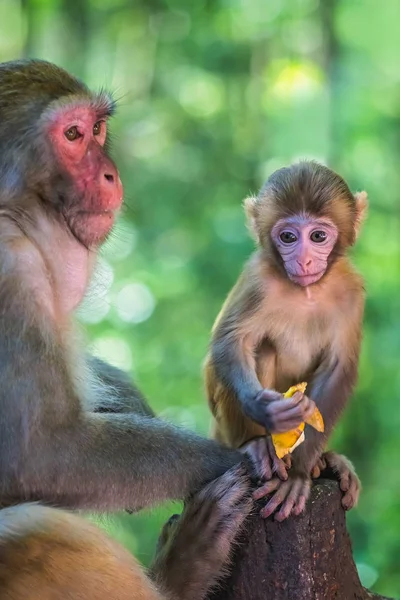 Małpa matka i jej dziecko — Zdjęcie stockowe