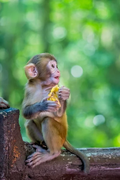 Cute little little małpa gospodarstwa kawałek owocu — Zdjęcie stockowe