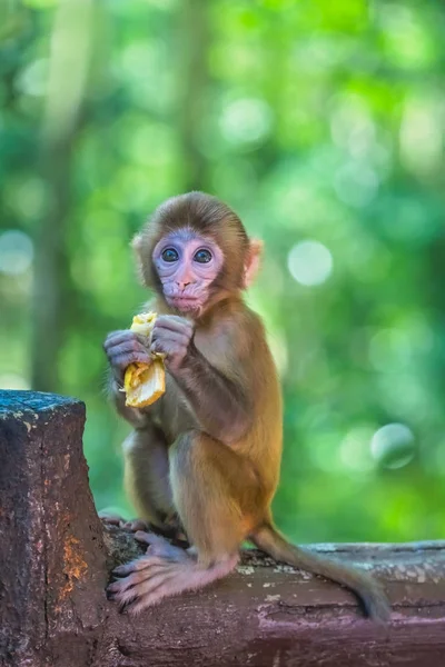 Cute tiny little monkey holding piece of fruit