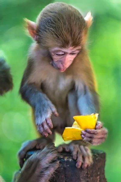 Niedliche kleine Äffchen halten Stück Obst — Stockfoto