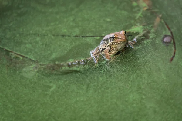 एक तालाब में छोटे हरे फ्राग — स्टॉक फ़ोटो, इमेज