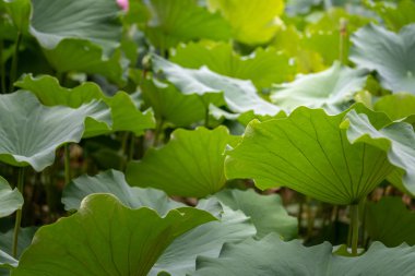 Big green leaves of a lotus flower 