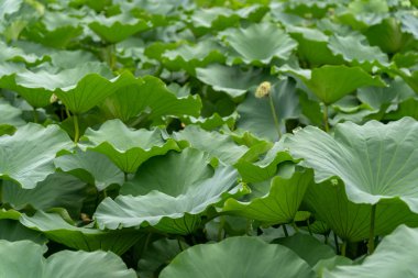 Big green leaves of a lotus flower 