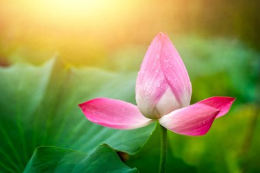 Blooming pink lotus flower  in summer