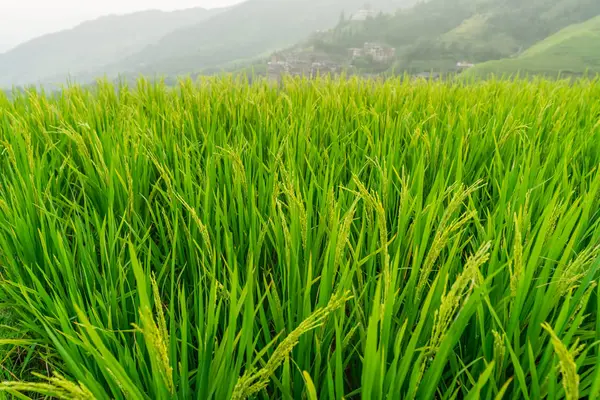 Riz cultivé sur les terrasses de riz Longji — Photo