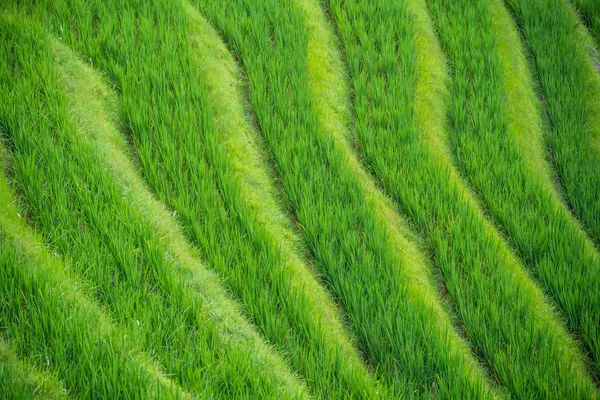 在龙集稻田上种植水稻 — 图库照片
