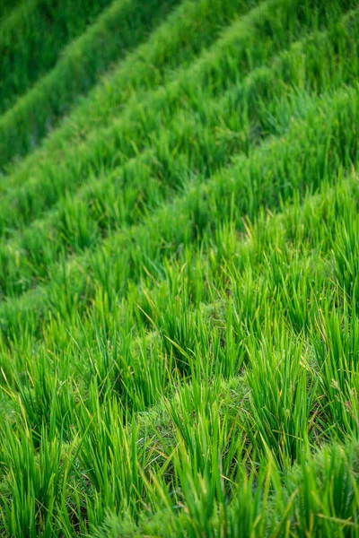 在龙集稻田上种植水稻 — 图库照片
