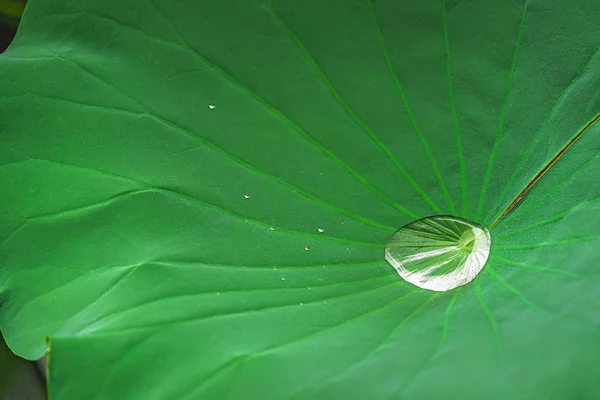 Large droplet of water inside big lotus leaf — Stock Photo, Image