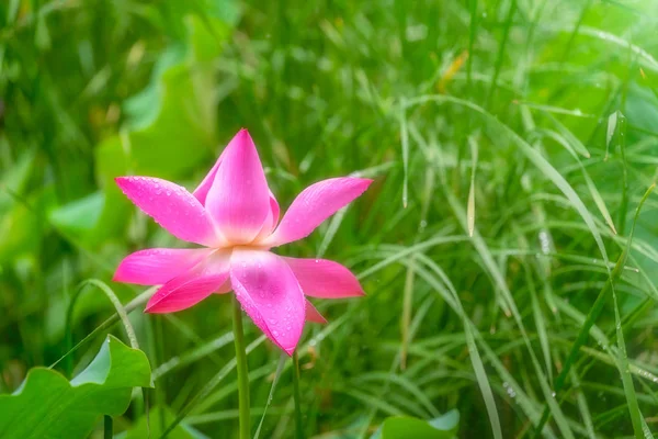 Blooming pink lotus flower  in summer — 스톡 사진