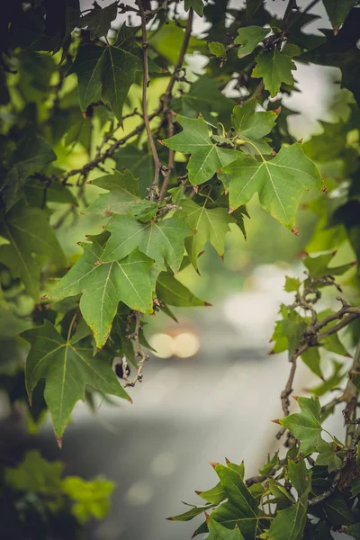Zielone drzewo liście z nieostrymi światłami samochodowymi — Zdjęcie stockowe