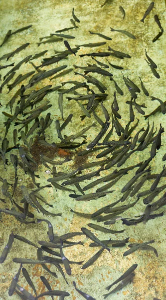 年轻的鳟鱼养殖池 circleing — 图库照片