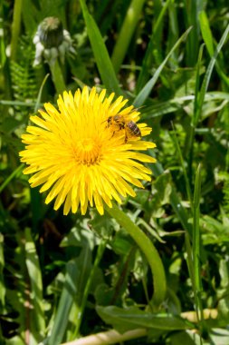 İşçi arı polen tek ekmek thistle toplama