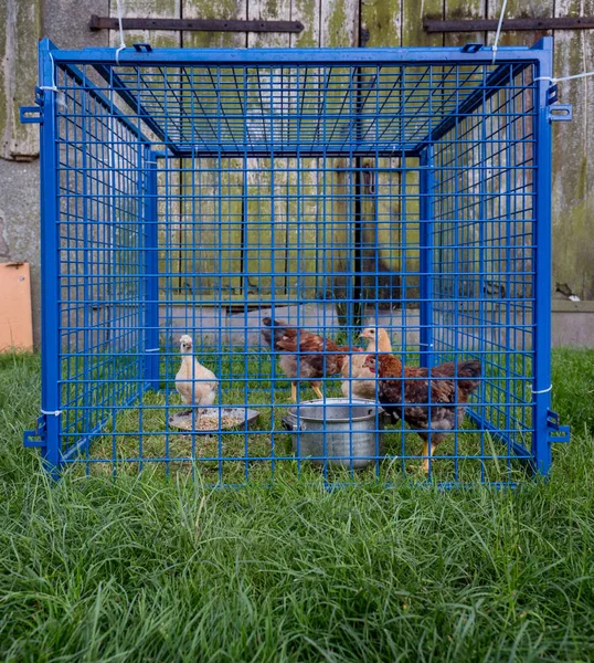 Hens trapped in too small blue cage in the village