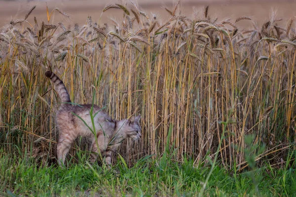 Vigilant cat hunting mice at wheat field in summer evening