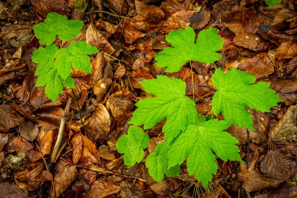 Ormanda iki küçük sycamores grownig kadar
