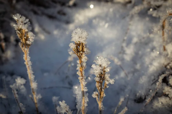 Cristais de gelo em planta morta em luz quente de hora dourada — Fotografia de Stock