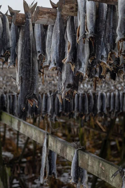 Essiccazione Pesce Merluzzo Senza Teste Scaffali Legno Stagione Invernale Pesca — Foto Stock