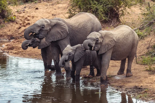 Elephants drinking water — Stock Photo, Image