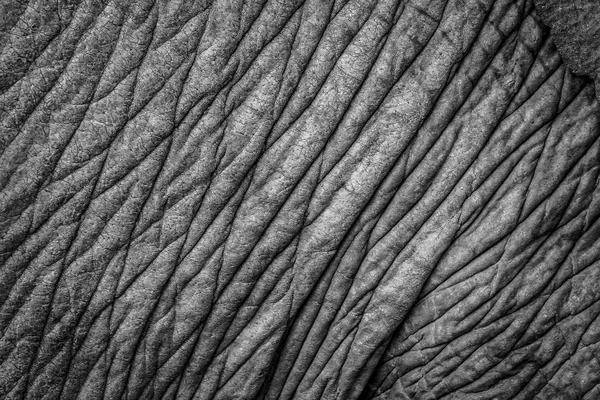 Pele de elefante close-up — Fotografia de Stock