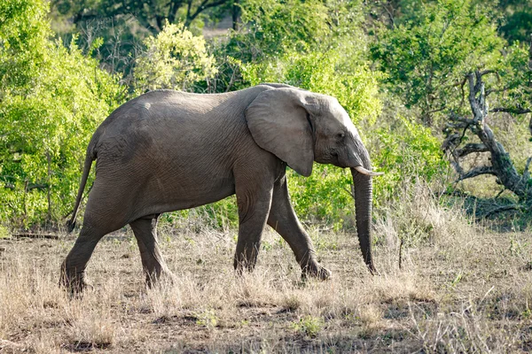 Tapa elefante africano — Foto de Stock