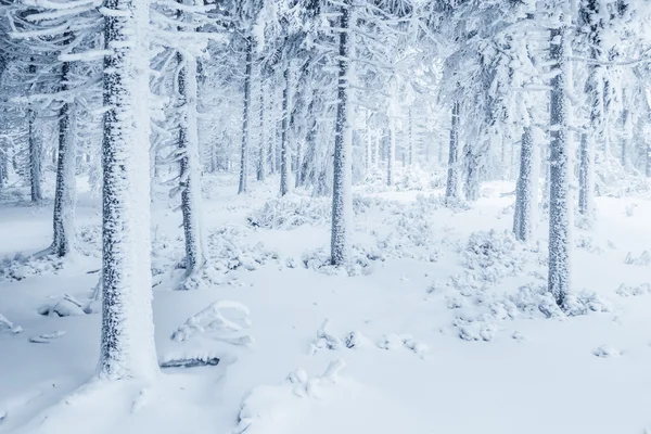 Neve coberto de árvores — Fotografia de Stock