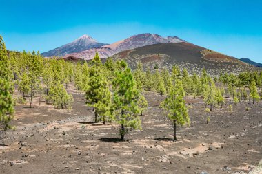 Tenerife ve çam ağaçları muhteşem yanardağ