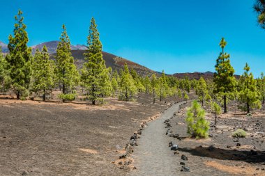 Renkli görünüm Tenerife Teide Milli Parkı