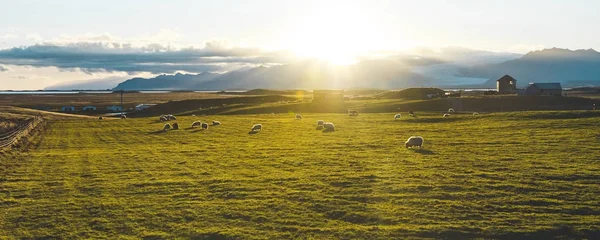 Pastoreo Ovejas Prado Verde Atardecer Islandia — Foto de Stock