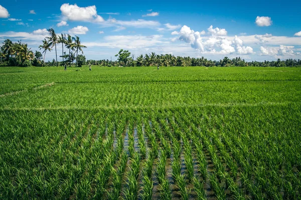 Τομέα Του Ρυζιού Στο Μπαλί Ινδονησία — Φωτογραφία Αρχείου