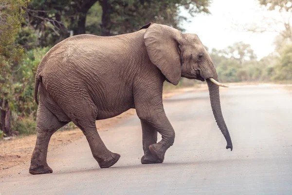 Cruce Elefantes Parque Nacional Kruger Sudáfrica — Foto de Stock