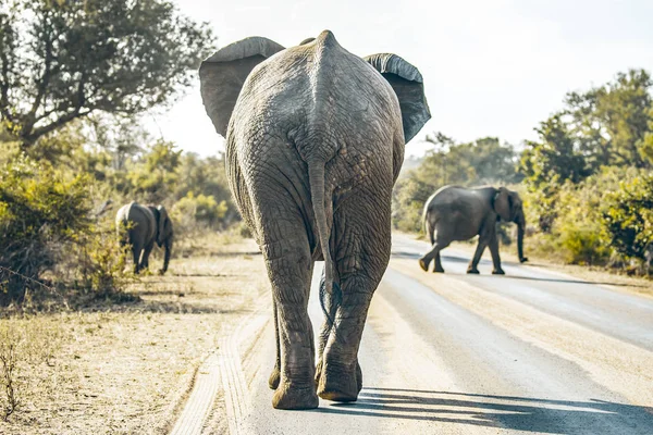 Elefante en el camino — Foto de Stock