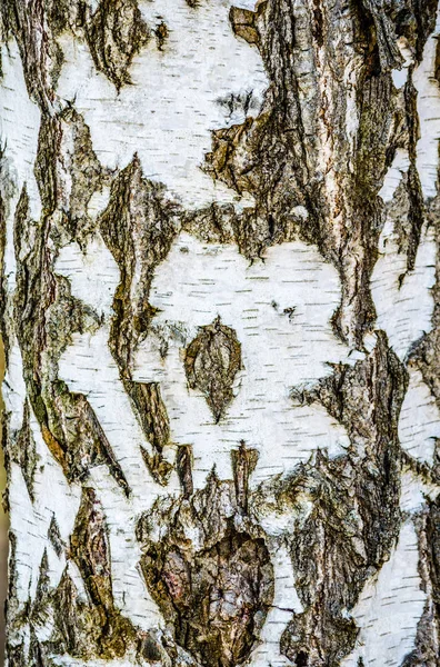 A fragment of birch bark in spring — Stock Photo, Image