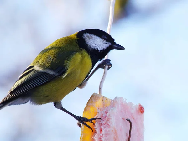 Titmouse Parus comiendo . —  Fotos de Stock