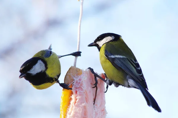 Titmouse Parus comiendo . —  Fotos de Stock