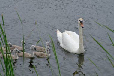 Kuğu ve göl'yüzme hatunlar