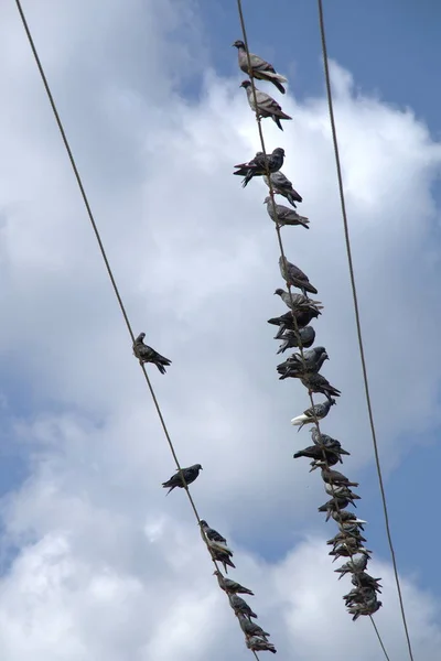 送電線に座っている鳩の群れ — ストック写真