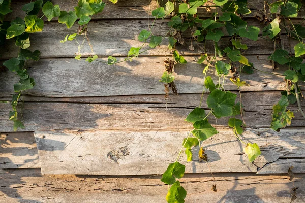 Climber plant on wood plank