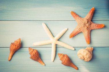 Deniz yıldızı ve kabukları üzerinde mavi arka plan, üstten görünüm