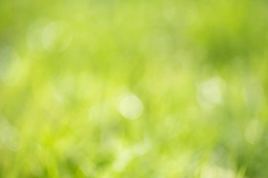 Doğal arka plan yeşil renk