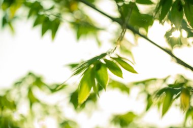 Doğa yeşil ağaç arka plan görüntü bulanık